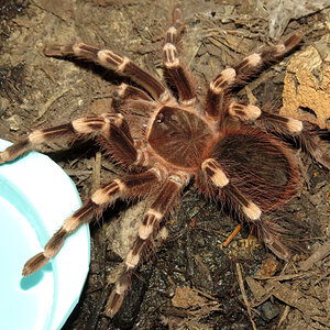 Genicula (♂ Acanthoscurria geniculata 4") [2/2]