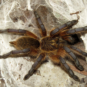 ♀ Harpactira pulchripes 2.5"