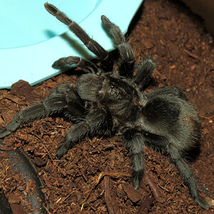 Bulldozer (♀ Grammostola pulchra 3.5")