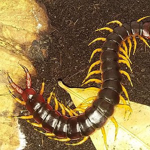 Scolopendra viridicornis viridicornis