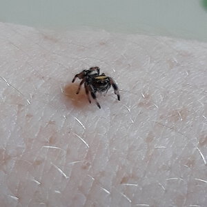 Phidippus regius i5