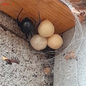 Latrodectus hesperus - BIG momma...