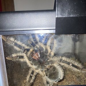 Curly hair, ventral view