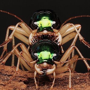 Tetracha sp mating pair