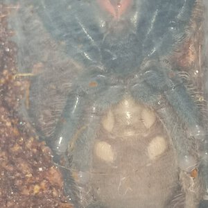 Ephebopus Murinus