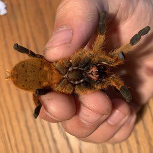 OBT