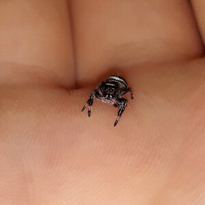 Phidippus regius sling