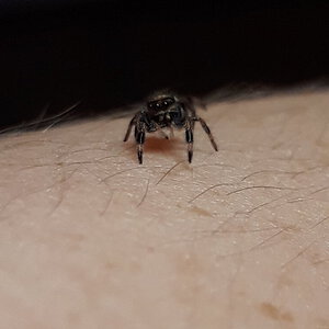 Phidippus regius sling