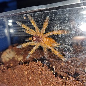 1,5" obt