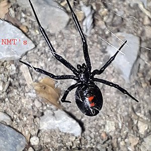 Latrodectus hesperus - Backyard Momma