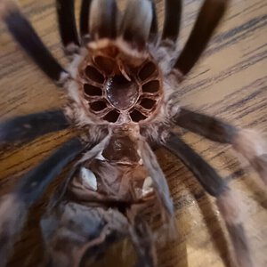 B. Hamorii Molt (Help me sex)