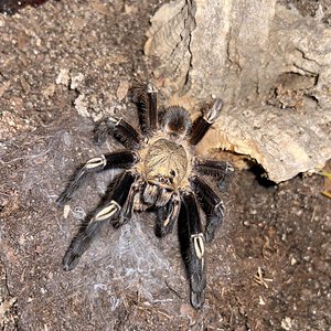 Ephebopus murinus juvenile