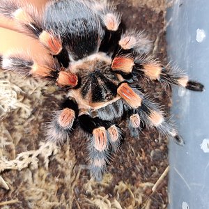 Brachypelma smithi