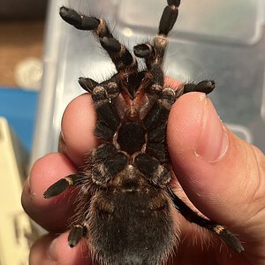 A.geniculata