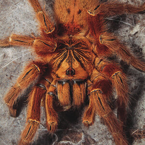 0.1 P.murinus "RCF", shot #1