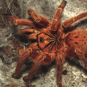 0.1 P.murinus "RCF", shot #3