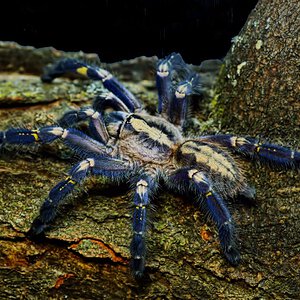 Poecilotheria metallica