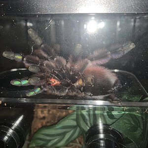 Caribena versicolor 3.jpeg