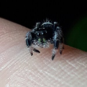 Phidippus regius sling i6