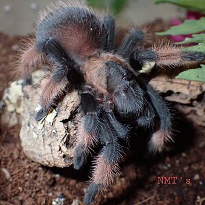 1.0 Brachypelma emilia - Blaze