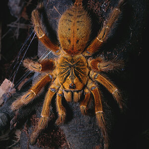 P.murinus "RCF" 0.1 - Posing on a branch after a rehouse