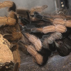 Aphonopelma chalcodes „New River“ molting