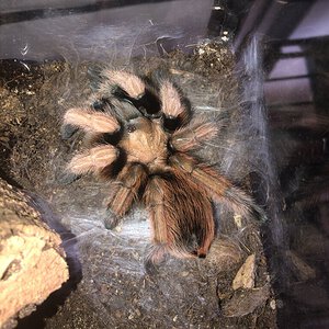 Aphonopelma chalcodes „New River“ right after molting
