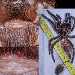 Harpactira pulchripes 0.1, 4.5 inches DLS, spermatheca/sexing reference.