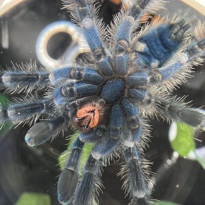 Avicularia