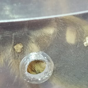 Herpactira pulchripes