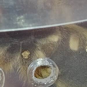 Herpactira pulchripes