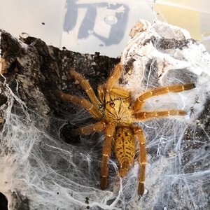Freshly molted juvie female OBT [2/2]