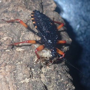 Horrid King assassin bug