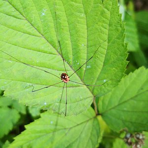 Opiliones sp. ?