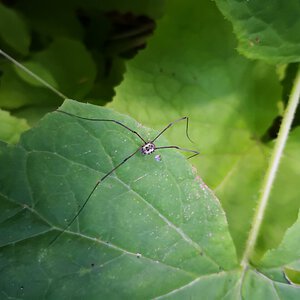 Four legged  Opiliones sp. ?