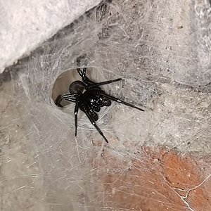 Spider ID please [1/3]