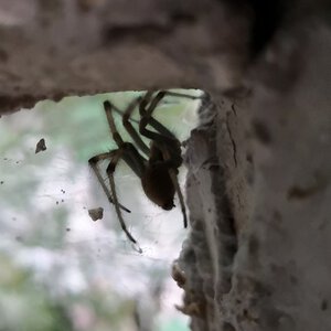 Spider ID please [2/3]