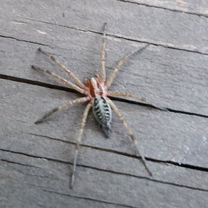 Spider ID please [3/3]