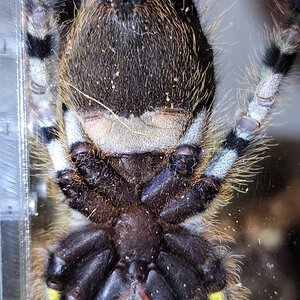 P. Regalis female?