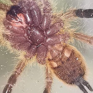 Pterinochilus murinus L5