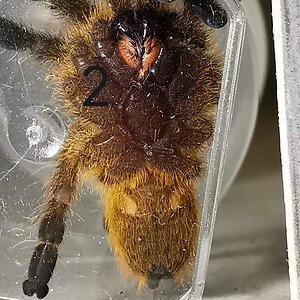 Pterinochilus murinus