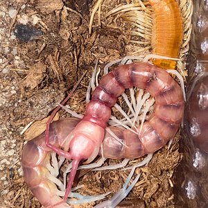 Scolopendra sp. “White Legs”