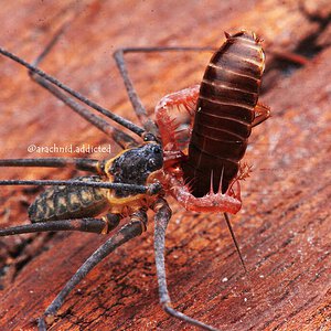 Heterrophynus longicornis.