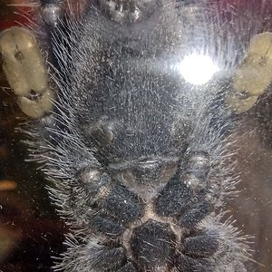 Avicularia Avicularia 2.5" Ventral