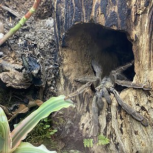 Using the Hide as Intended- Psalmopoeus cambridgei