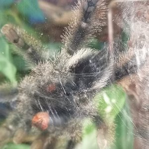 Avicularia avicularia