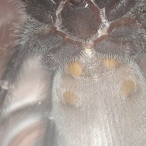 Psalmopoeus irminia