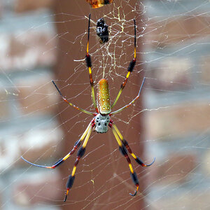 Golden Silk Orbweaver (♀ Trichonephila clavipes)