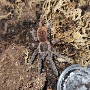 Acanthoscurria sp red.jpg