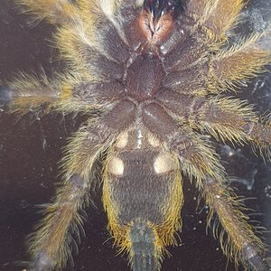 Harpactira pulchripes